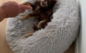 Chihuahua Talks Back While Playing With Grandpa