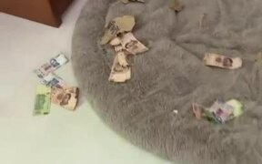 Dog Rips Owner's Money and Makes Mess