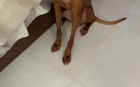 Dog Rips Owner's Money and Makes Mess