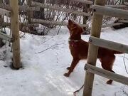Dog Jumps off Fence to Catch Squirrel on Tree