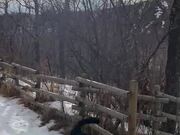 Dog Jumps off Fence to Catch Squirrel on Tree
