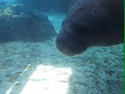 Manatee Bumps Squishy Nose Inside Aquarium Window