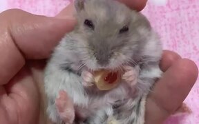 Hamster Nibbles on Treats While Being Held in Hand