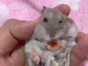 Hamster Nibbles on Treats While Being Held in Hand