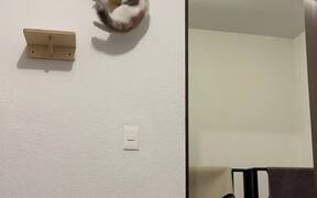 Cat Learns to Balance on Climber