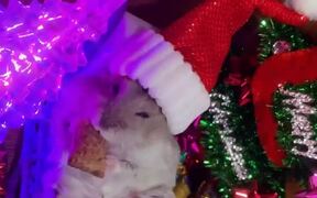 Hamster Wears Santa Hat and Eats Food 