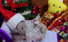 Hamster Wears Santa Hat and Eats Food 