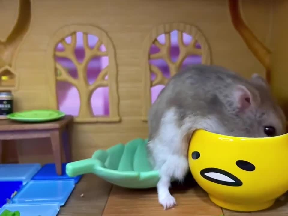 Hamster Eats Food From Their Bowl