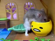 Hamster Eats Food From Their Bowl