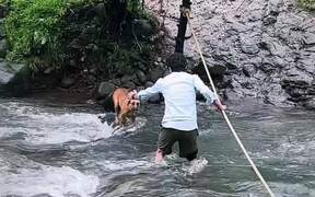 Man Rescues Dog From Flowing Water Near Waterfall