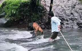 Man Rescues Dog From Flowing Water Near Waterfall