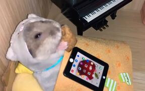 Hamster Loves Being Pampered