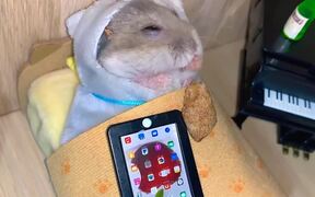 Hamster Loves Being Pampered