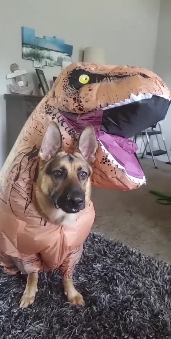 Dog Runs Around House Wearing Dinosaur Costume