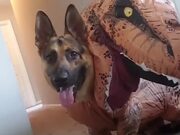 Dog Runs Around House Wearing Dinosaur Costume