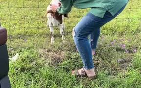 Woman Struggles to Rescue Goat Caught in Fence