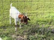 Woman Struggles to Rescue Goat Caught in Fence