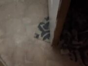 Woman Finds Bat in Her House