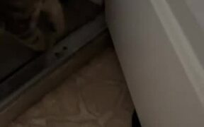 Woman Finds Bat in Her House