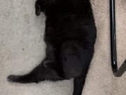 Black Cat Opens Up His Belly For Owner to Pet