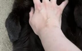Black Cat Opens Up His Belly For Owner to Pet