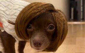 Dog Gets Wig For Halloween Costume