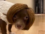 Dog Gets Wig For Halloween Costume