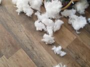 Dog Plays Innocent After Destroying Fluffy Pillow