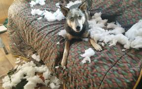 Dog Plays Innocent After Destroying Fluffy Pillow