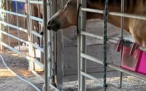 Horse Smartly Opens Stall's Gate With Mouth