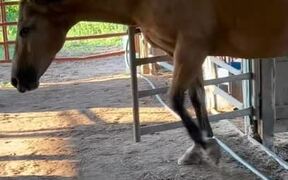 Horse Smartly Opens Stall's Gate With Mouth