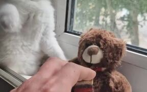 Kitten is Possessive of His Teddy