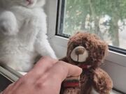 Kitten is Possessive of His Teddy