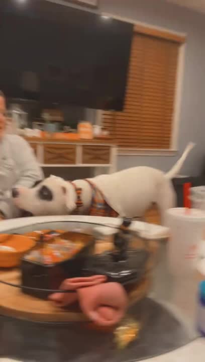 Dog Mistakenly Slaps Woman While Playing With Her