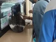 Cat Sits at Candle Store Counter to Get Pets