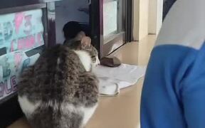 Cat Sits at Candle Store Counter to Get Pets
