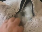 Dog Tucks Themself Into Pillow and Surprises Owner