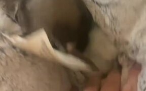 Dog Tucks Themself Into Pillow and Surprises Owner