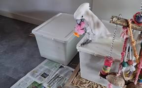 Cockatoo Gets Annoyed by Toy Chicken's Rattle