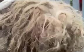 Woman Rescues and Transforms Old Matted Dog