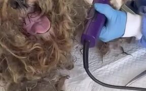 Woman Rescues and Transforms Old Matted Dog