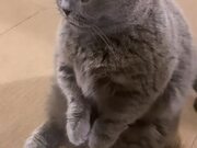 Cat Begs For Treats By Joining Their Paws