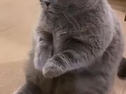 Cat Begs For Treats By Joining Their Paws
