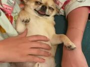 Dog Purrs in Sleep While Being Given Belly Rubs