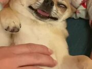 Dog Purrs in Sleep While Being Given Belly Rubs