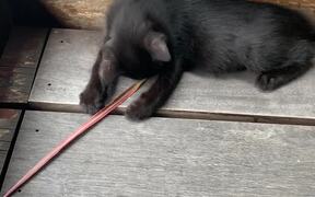 Little Kitten Plays With Dried Leaf