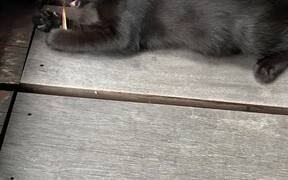 Little Kitten Plays With Dried Leaf