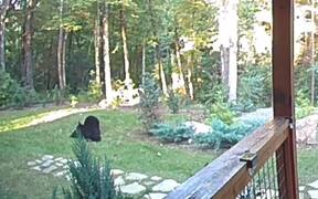 Bears Playfully Wrestle Each Other in Front lawn