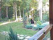 Bears Playfully Wrestle Each Other in Front lawn