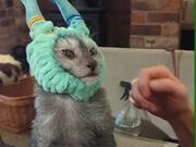 Cat Wearing Alien-Like Headband Looks Hilarious